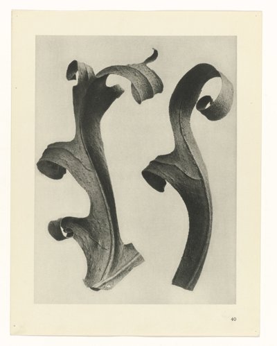 Pflanzenstudien (Urformen der Kunst: photographische Pflanzenbilder) von Karl Blossfeldt