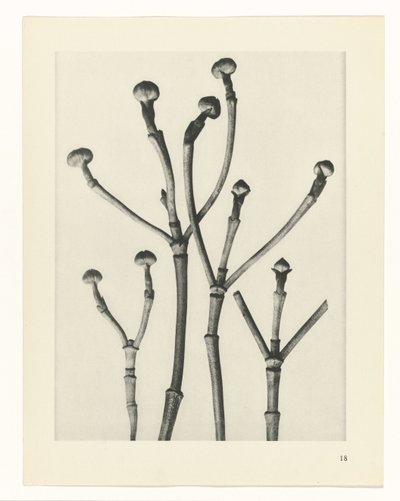 Pflanzenstudien (Urformen der Kunst: photographische Pflanzenbilder) von Karl Blossfeldt