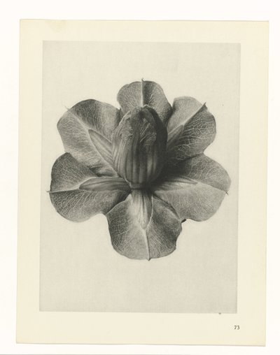 Pflanzenstudien Urformen der Kunst: fotografische Pflanzenbilder (Serientitel) von Karl Blossfeldt