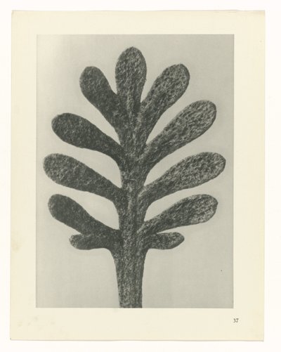 Pflanzenstudien Urformen der Kunst: fotografische Pflanzenbilder (Serientitel) von Karl Blossfeldt