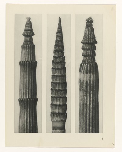Pflanzenstudie (Urformen der Kunst) von Karl Blossfeldt