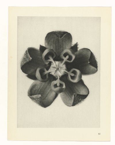 Pflanzenstudie Urformen der Kunst (Serientitel) von Karl Blossfeldt