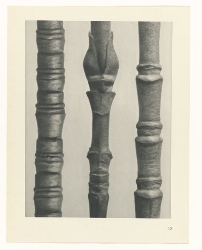 Pflanzenstudie (Urformen der Kunst) von Karl Blossfeldt