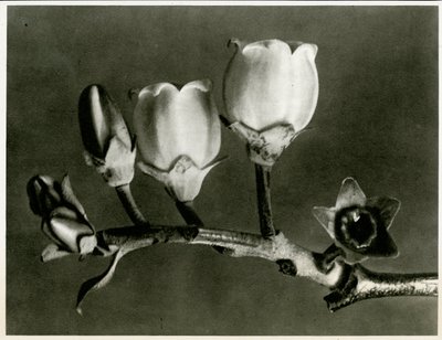 Vaccinium Corymbosum, 1929 von Karl Blossfeldt