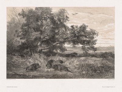 Tiere und Landschaft nach der Natur: Wildschwein in einem Teich von Karl Bodmer