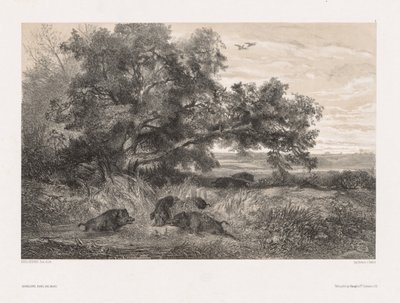 Tiere und Landschaft nach der Natur: Wildschwein in einem Teich, ca. 1850 von Karl Bodmer