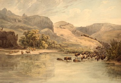 Büffel und Elch am oberen Missouri von Karl Bodmer