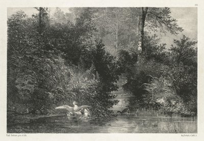 Enten von Karl Bodmer