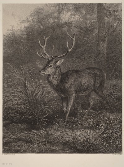  von Karl Bodmer