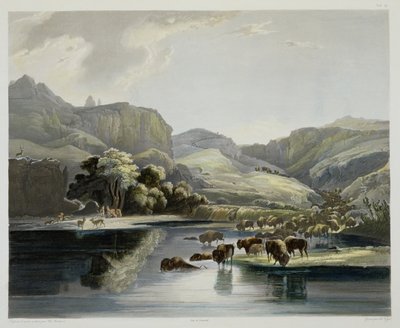 Herden von Bisons und Elchen am oberen Missouri, Tafel 47 aus Band 2 von 