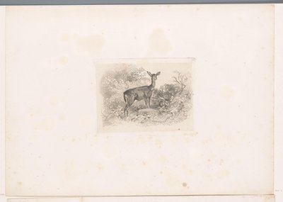 Hirschkuh im Wald (Landschaften mit Tieren, Serie) von Karl Bodmer