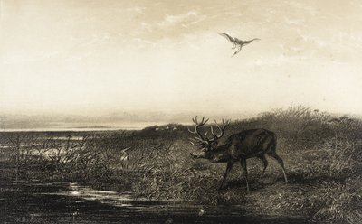 Der Abend: Hirsch und Reiher von Karl Bodmer