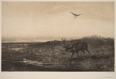 Der Abend. Hirsch und Reiher von Karl Bodmer