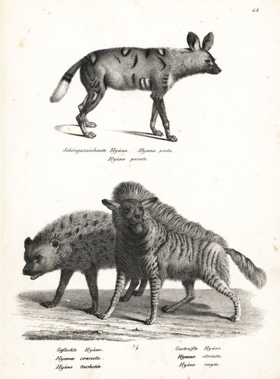 Afrikanischer Wildhund, Lycaon pictus, gefährdet, gefleckte Hyäne, Crocuta crocuta, und gestreifte Hyäne, Hyaena hyaena. Lithographie von Karl Joseph Brodtmann aus Heinrich Rudolf Schinz