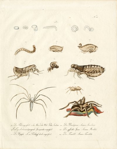 Spinnentiere und Entwicklungsstadien von Insekten von Karl Joseph Brodtmann