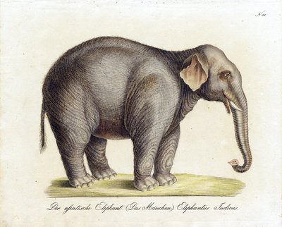 Asiatischer Elefant (Männlich) (Druck) von Karl Joseph Brodtmann