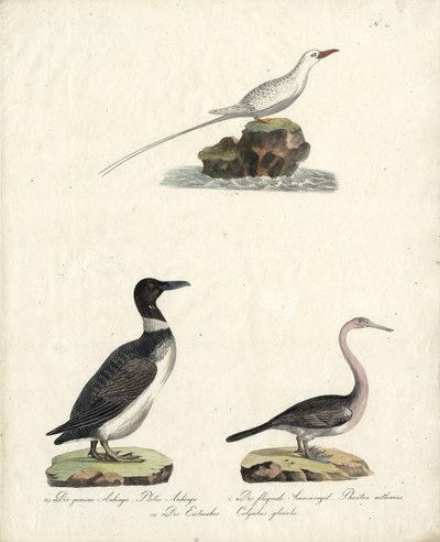 Auk, Fliegender Sonnenvogel und Nördlicher Taucher von Karl Joseph Brodtmann