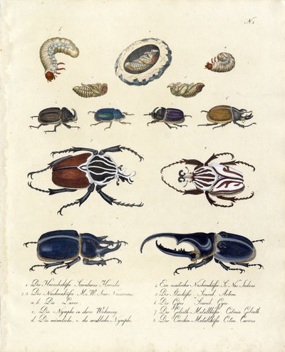 Käfersammlung mit Entwicklungsstadien (Druck) von Karl Joseph Brodtmann