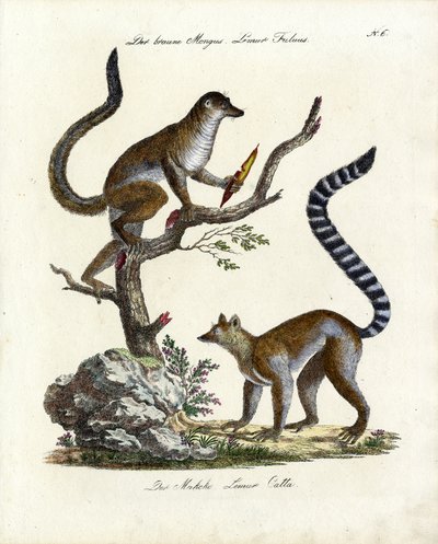 Brauner Lemur und Katta von Karl Joseph Brodtmann