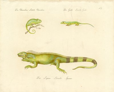 Chamäleon, Gecko und Leguan von Karl Joseph Brodtmann