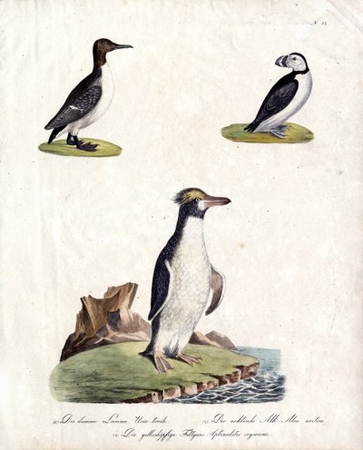 Trottellumme, Arktischer Alke und Haubenpinguin von Karl Joseph Brodtmann