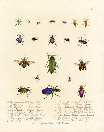 Vielfalt der Tigerkäfer und anderer Käferarten von Karl Joseph Brodtmann