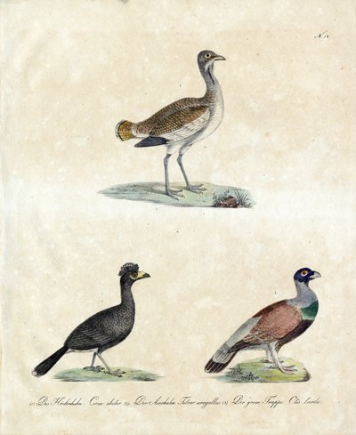 Europäische Wildvögel von Karl Joseph Brodtmann