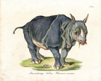 Indisches Nashorn von Karl Joseph Brodtmann
