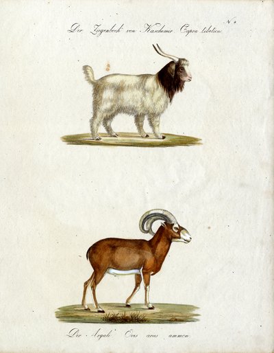 Kaschmirziege und Mufflon (Druck) von Karl Joseph Brodtmann