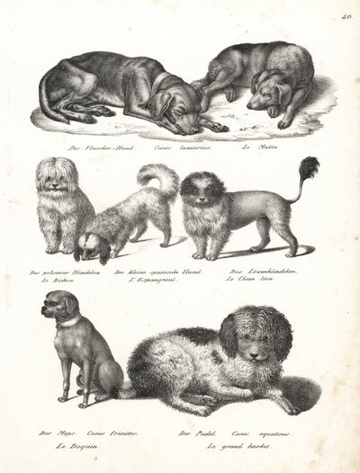 Lurcher oder Matin-Hund, Bichon, Spanischer Hund, Chow Chow, Mops, Canis fricator und Pudel von Karl Joseph Brodtmann
