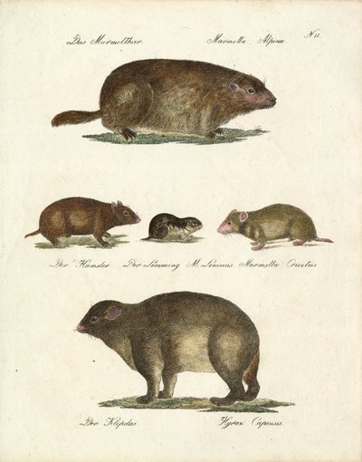 Murmeltier und andere Nagetiere von Karl Joseph Brodtmann