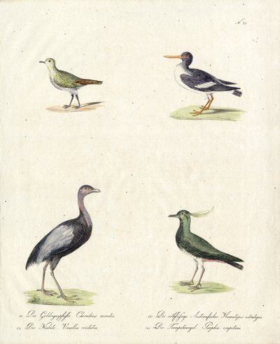 Einheimische Wat- und Laufvögel von Karl Joseph Brodtmann