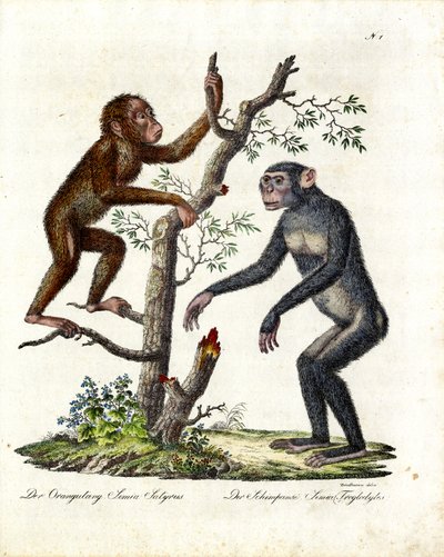 Orang-Utan und Schimpanse (Druck) von Karl Joseph Brodtmann
