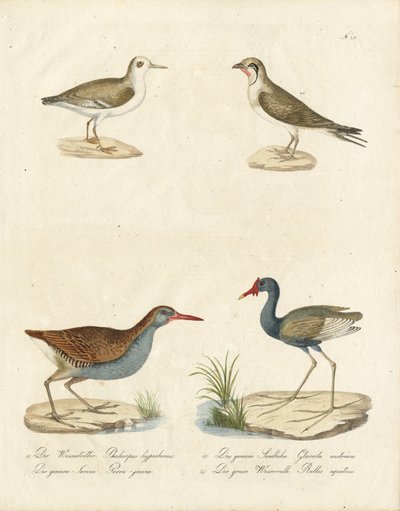 Phalarope, Seeschwalbe, Jacana und Wasserralle von Karl Joseph Brodtmann