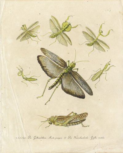 Gottesanbeterinnen und Heuschrecken (Druck) von Karl Joseph Brodtmann