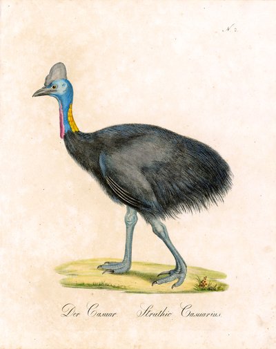 Der Kasuar von Karl Joseph Brodtmann