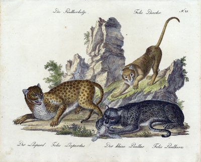 Der Pantherkatze mit Leopard und kleinem Panther von Karl Joseph Brodtmann