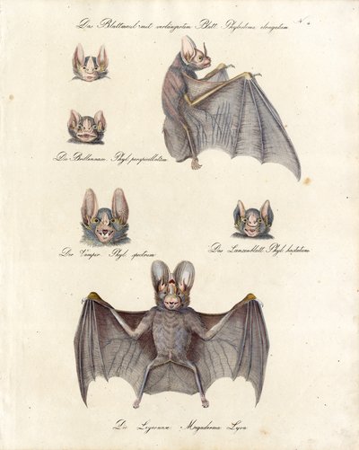 Verschiedene Fledermausarten von Karl Joseph Brodtmann