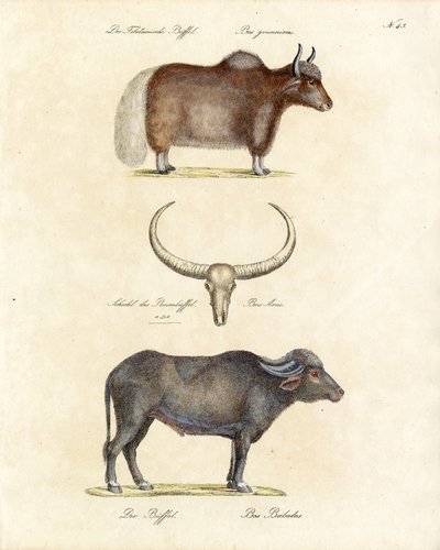 Verschiedene Büffelarten (Druck) von Karl Joseph Brodtmann