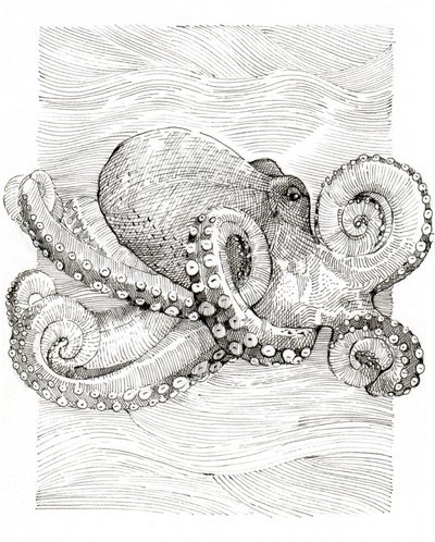 Schwarz-weiße Linienzeichnung eines Oktopus von Katie O'Shea