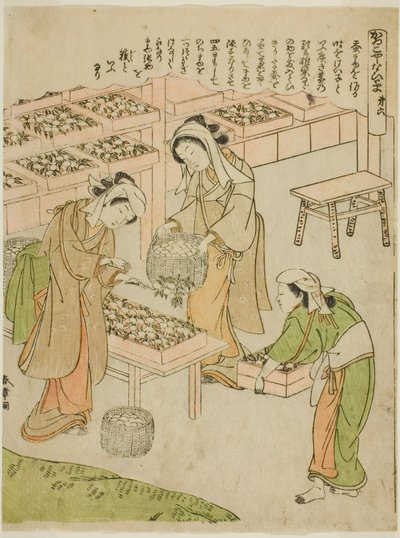 Platte 6 (Untersuchung der neu gesponnenen Kokons), aus der Serie "Kaiko Yashinai-gusa" von Katsukawa Shunsho
