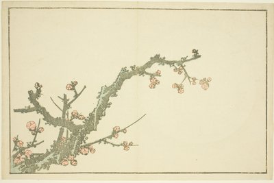 Blühender Pflaumenbaum, aus Das Bilderbuch der realistischen Gemälde von Hokusai (Hokusai shashin gafu) von Katsushika Hokusai