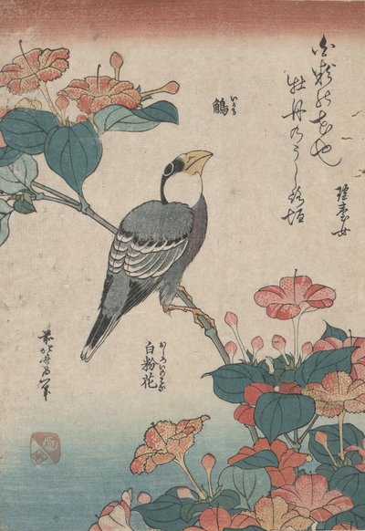 Grosbeak auf Mirabilis, aus einer unbetitelten Serie namens Kleine Blumen von Katsushika Hokusai