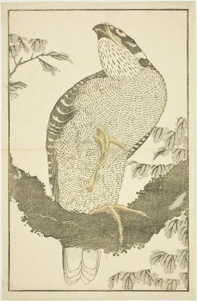 Falke, aus Das Bilderbuch der realistischen Malereien von Hokusai (Hokusai shashin gafu) von Katsushika Hokusai