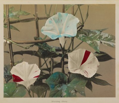 Morgenröte von Kazumasa Ogawa
