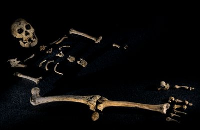 Vier Fuß sieben Zoll großes zusammengesetztes Skelett von Individuen, gefunden in Dmanisi, 2008 (Foto) von Kenneth Garrett