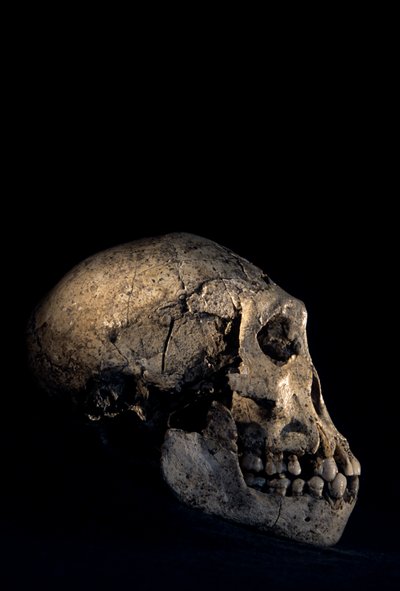 Schädel gefunden in Dmanisi, Dmanisi, Georgien, Homo erectus Fundort von Kenneth Garrett