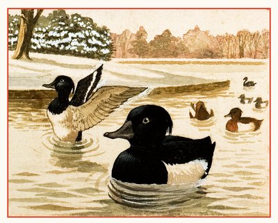 Enten und Drakes von Kenneth Lilly