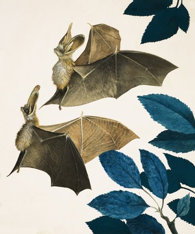 Die Langohrenfledermaus von Kenneth Lilly
