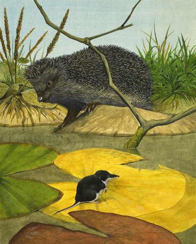 Wasserspitzmaus und Igel von Kenneth Lilly